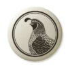 Gambel's Quail